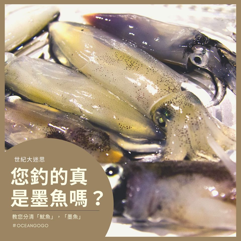 釣墨魚？魷魚？